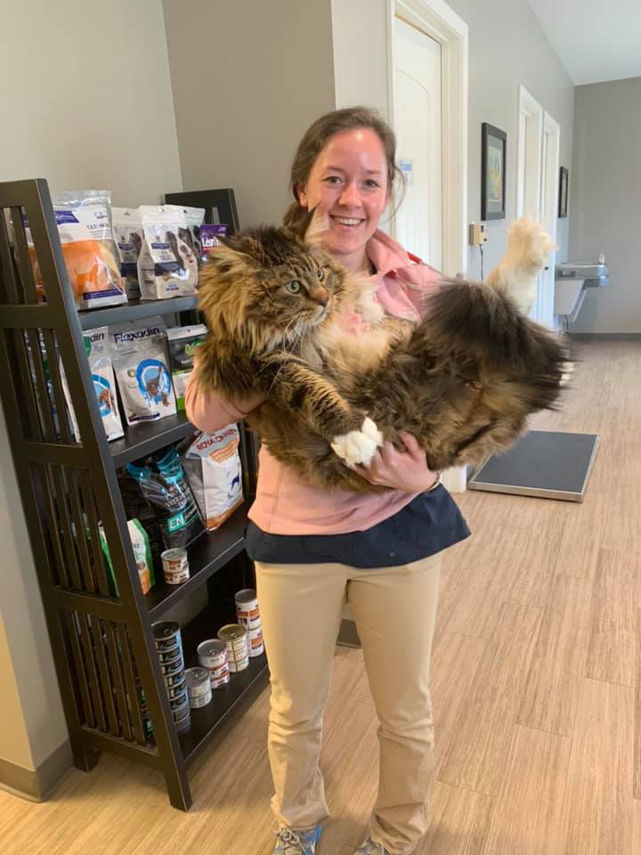 Cat being held by vet