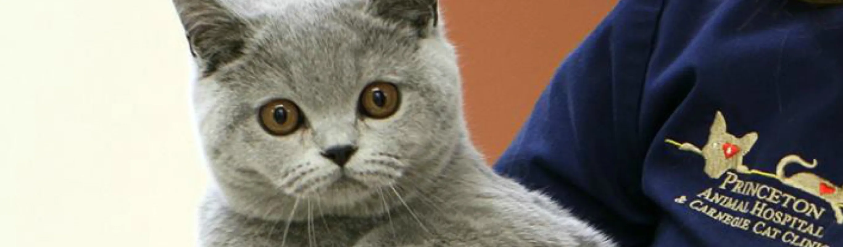Gray cat at Princeton Animal Hospital Gray cat at Princeton Animal Hospital