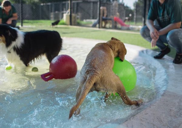 Dogs in pool playing with balls