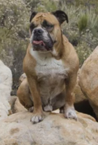 Brown Dog Sitting on a Rock in the Desert
