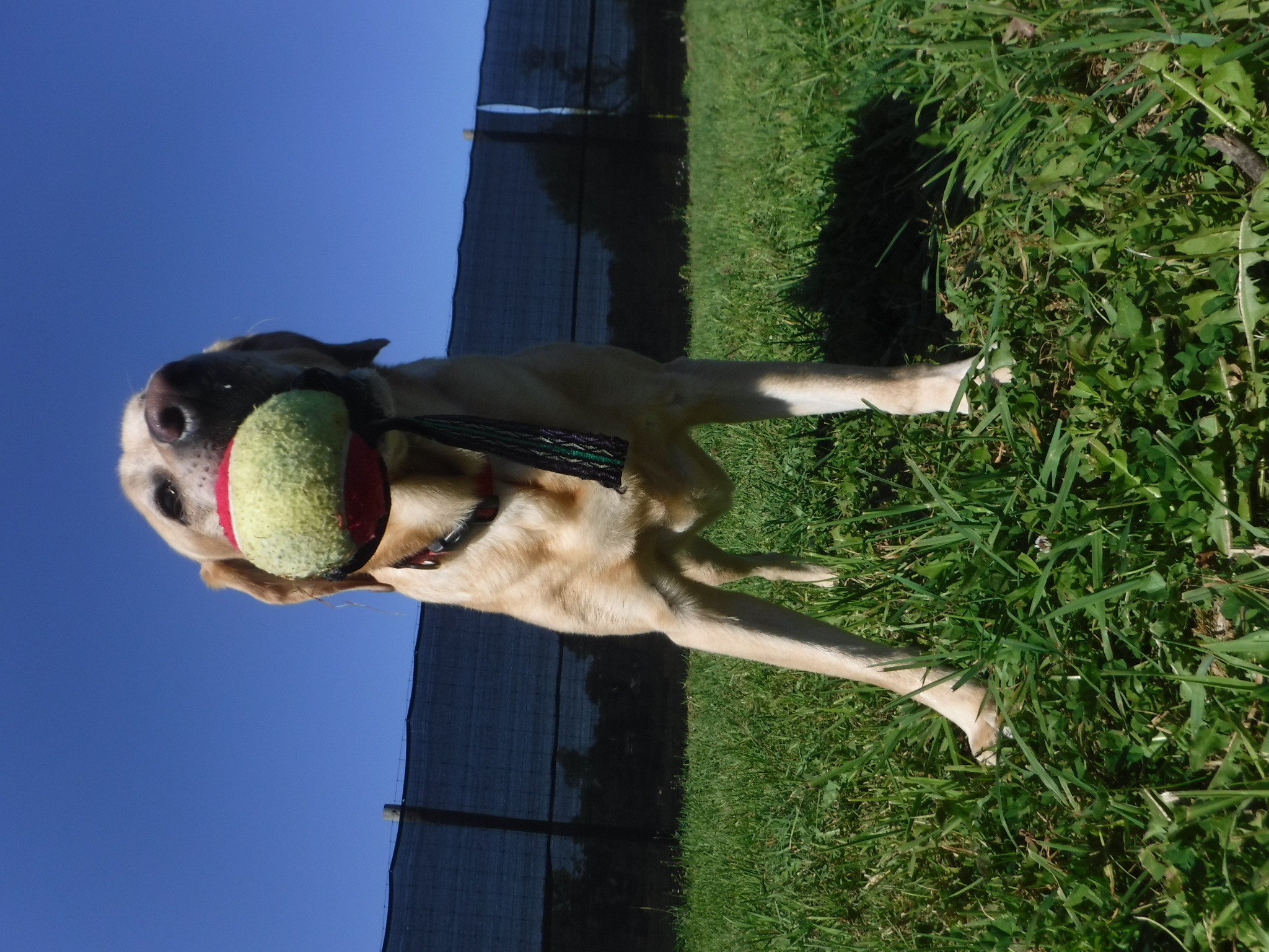 Waterville Veterinary Clinic Dog with Ball