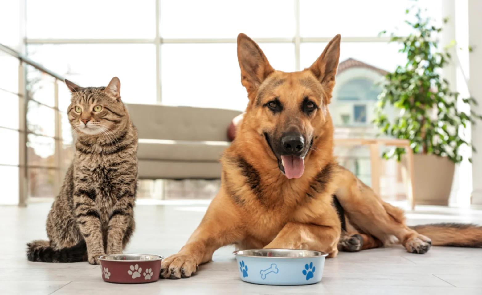 Cat & Dog Waiting For Food Cat & Dog Waiting For Food