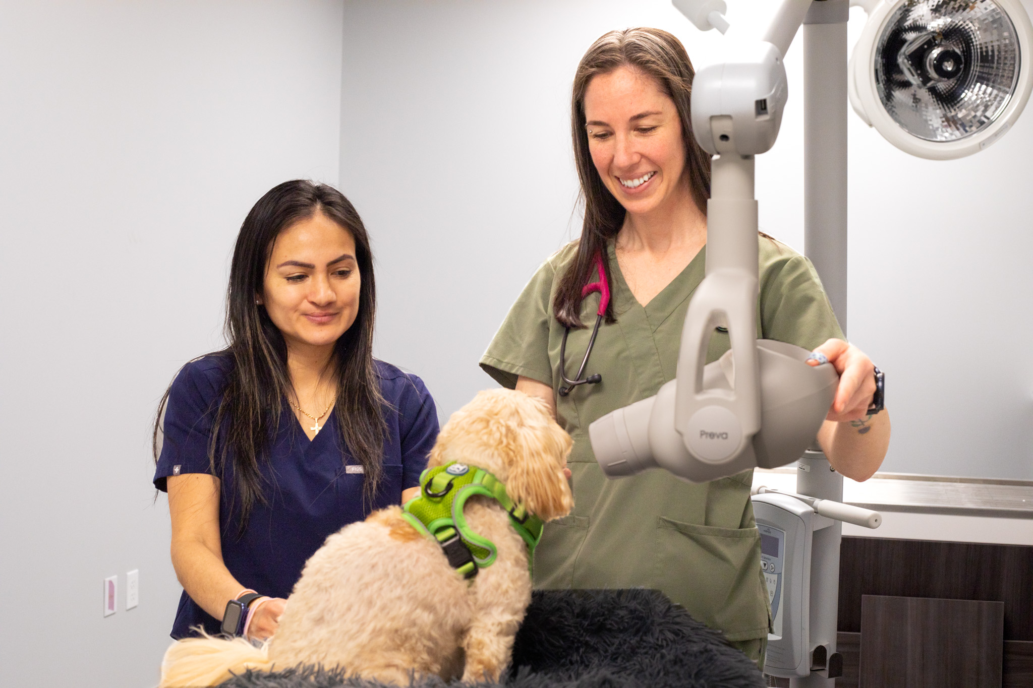 2 Staff Members Caring for Dog