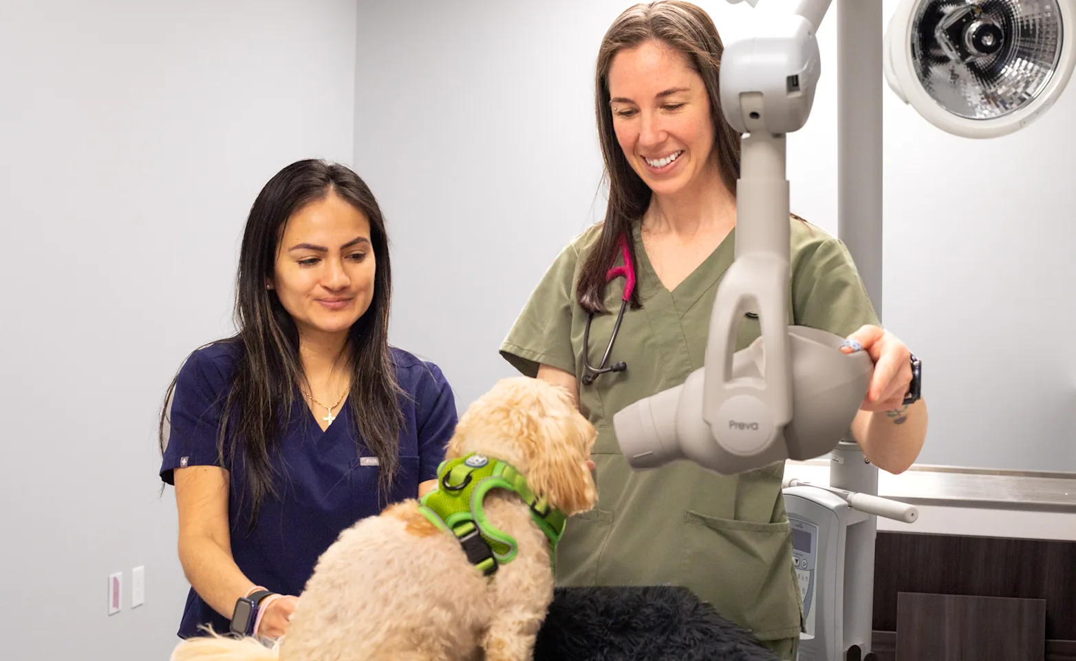 2 Staff Members Caring for Dog 2 Staff Members Caring for Dog