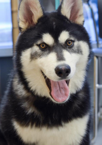 Black and white husky with mouth open
