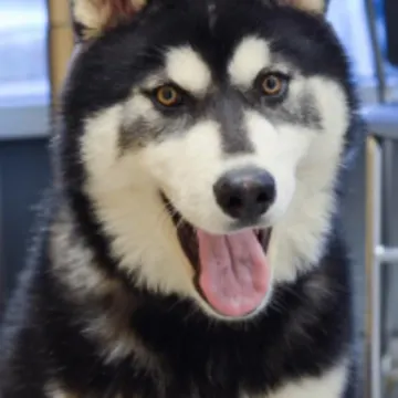 Black and white husky with mouth open Black and white husky with mouth open