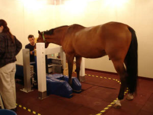 Horse undergoing Magnetic Resonance Imaging (MRI)