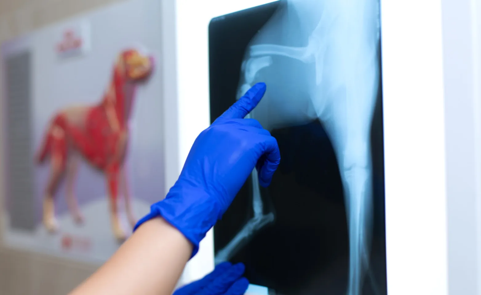 Veterinarian examining a dog's x-ray images Veterinarian examining a dog's x-ray images