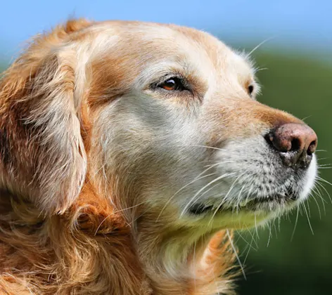 senior golden retriever looking off towards the left senior golden retriever looking off towards the left