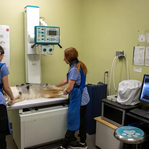 KL & GB X-Ray KL & GB X-Ray