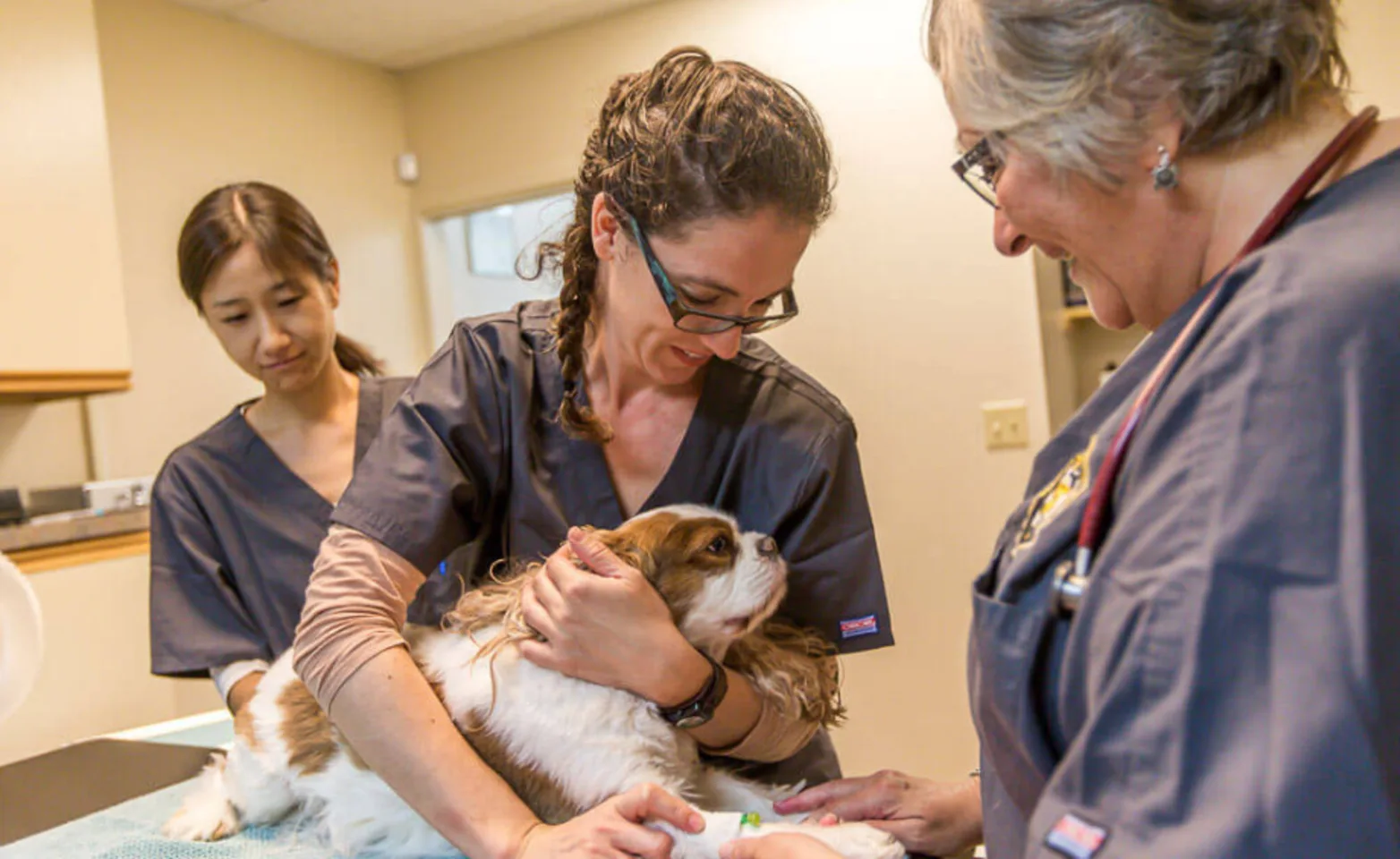 Three staff members caring for a brown and white dog on a table Three staff members caring for a brown and white dog on a table