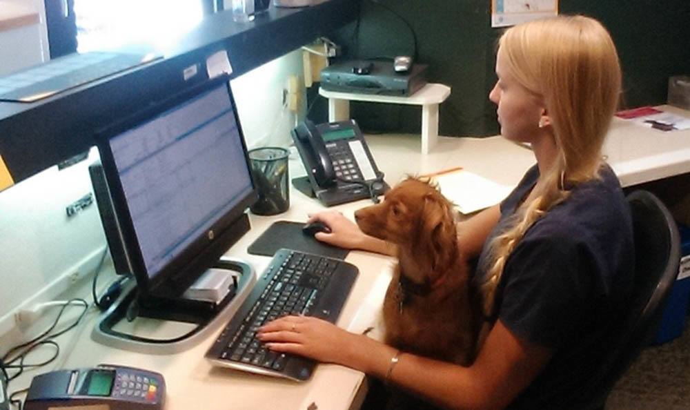 Staff member working on computer with lap dog at Merrimack Veterinary Hospital