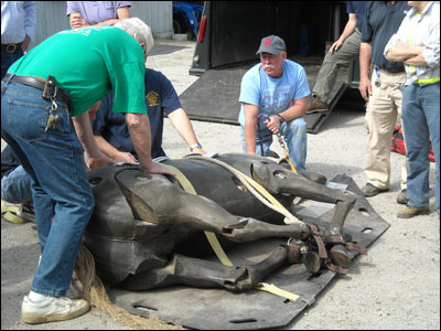 Equine Rescue Training 3 