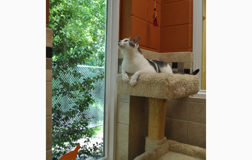 Cat Lying Comfortably in One of Our Cat Condos