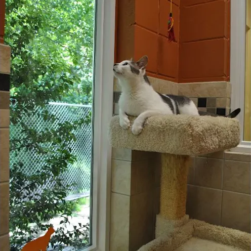 Cat Lying Comfortably in One of Our Cat Condos Cat Lying Comfortably in One of Our Cat Condos