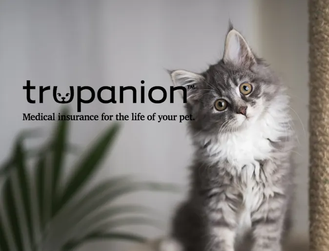 Grey cat sitting on cat tree Grey cat sitting on cat tree