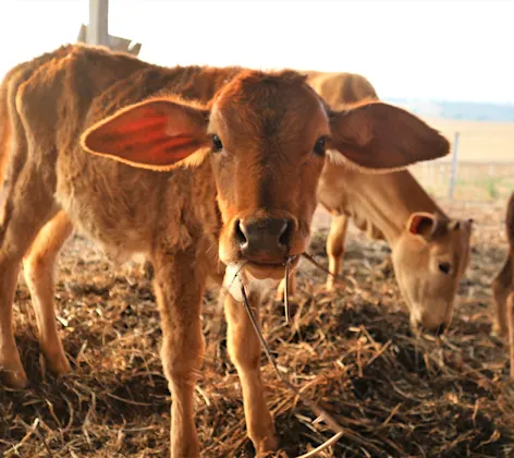 Livestock Cow Eating Hay