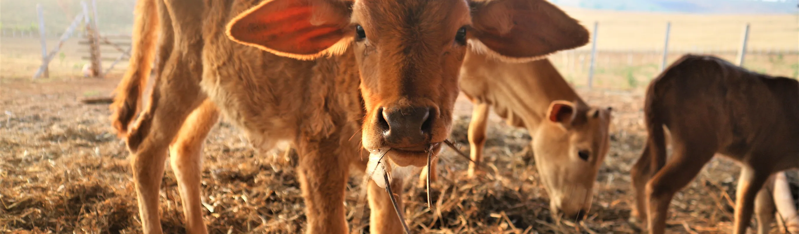 Livestock Cow Eating Hay Livestock Cow Eating Hay
