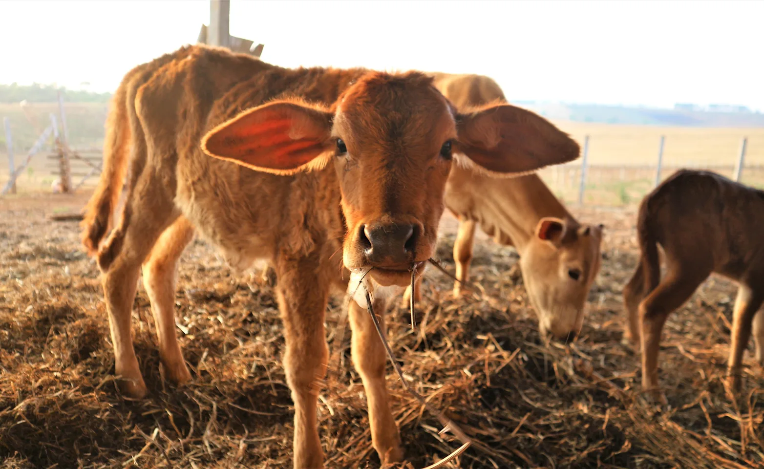 Livestock Cow Eating Hay Livestock Cow Eating Hay