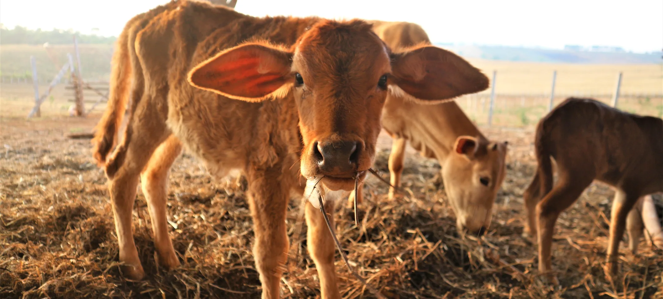 Livestock Cow Eating Hay