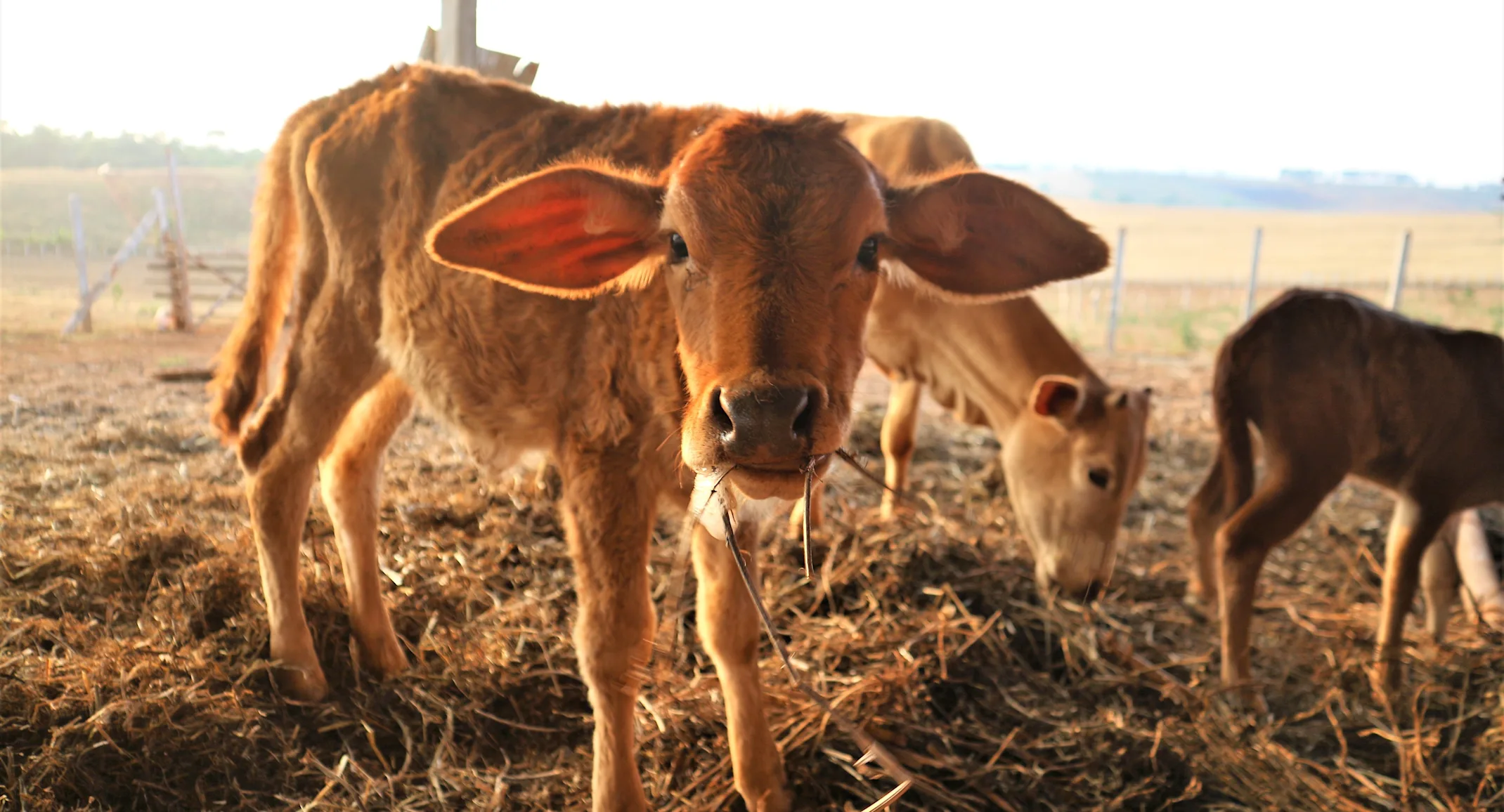 Livestock Cow Eating Hay