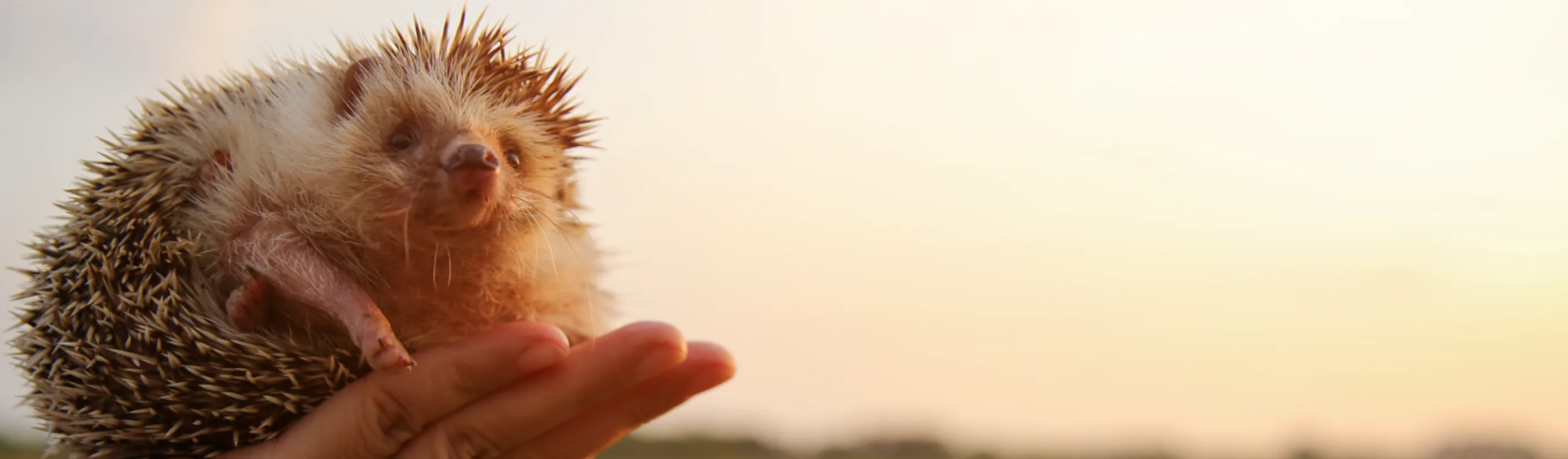 Hedgehog being held in someone's hand outside with an orange yellow sky 