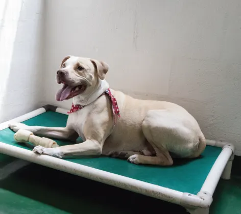 dog in bed with bone