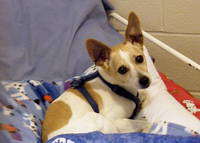 Small dog staying in boarding room