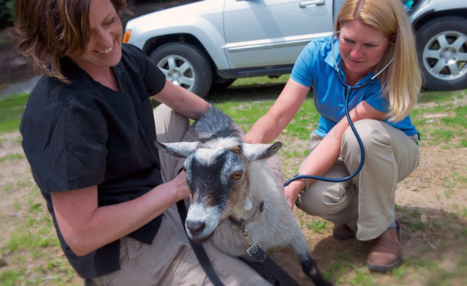 two staff members crouched down and examining a goat