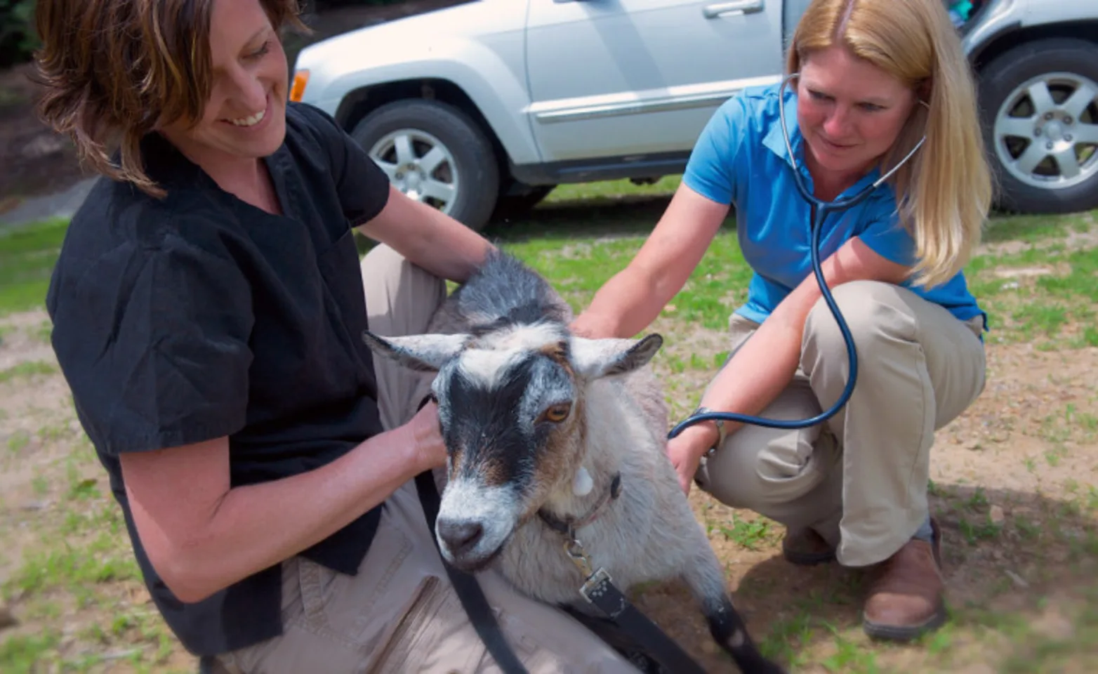 two staff members crouched down and examining a goat