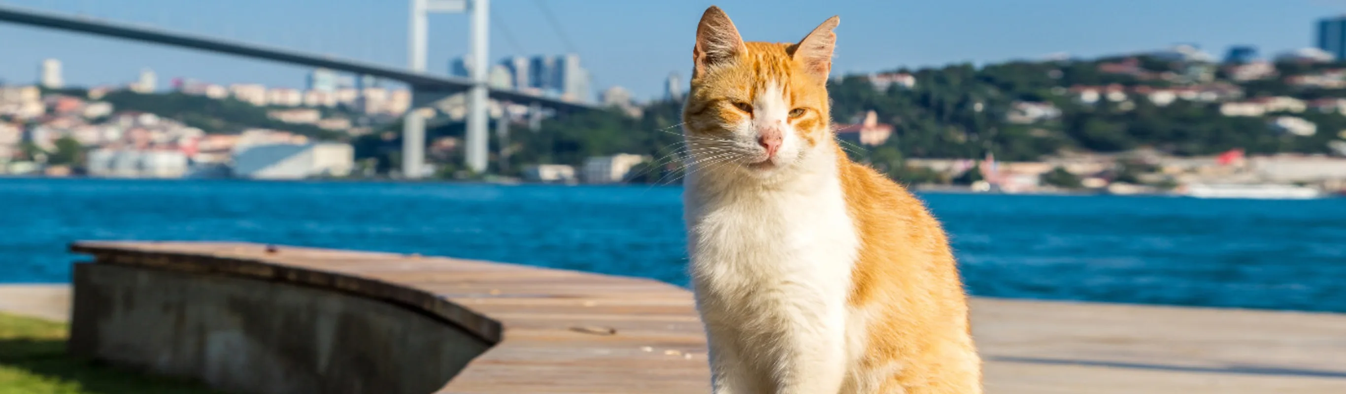 Orange Cat Sitting by the Bay