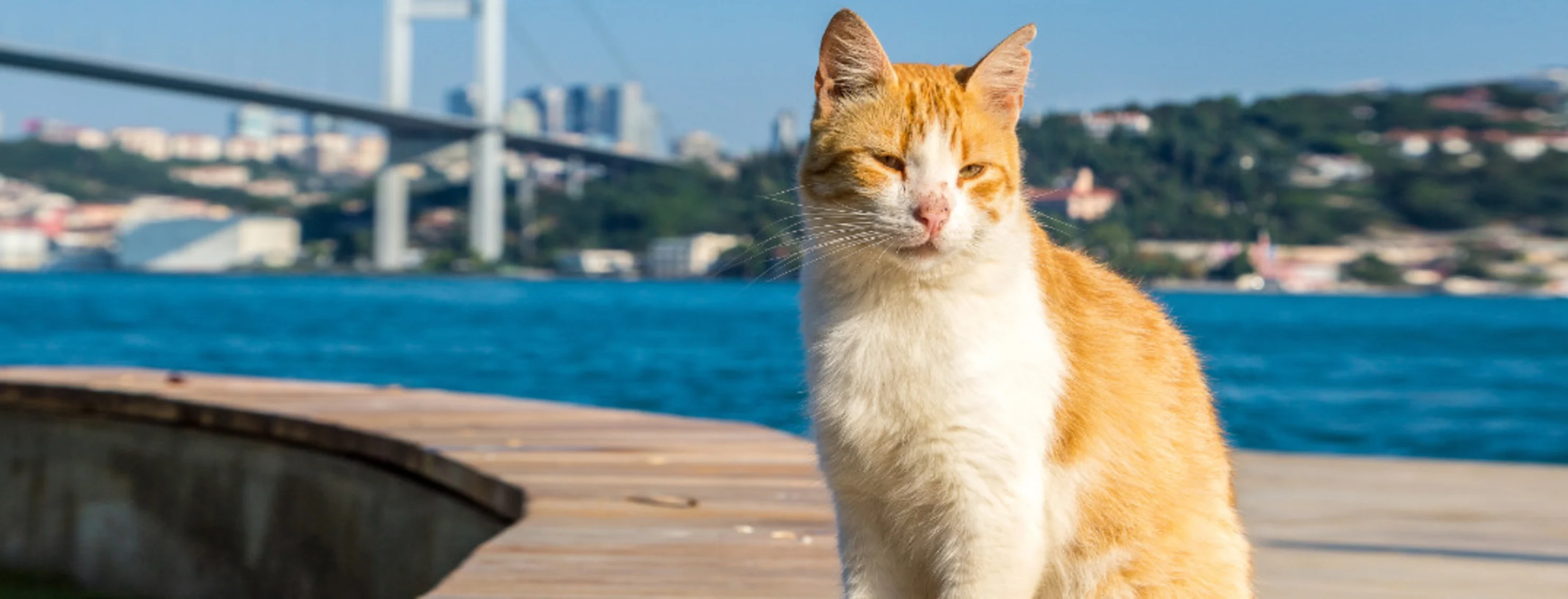 Orange Cat Sitting by the Bay Orange Cat Sitting by the Bay