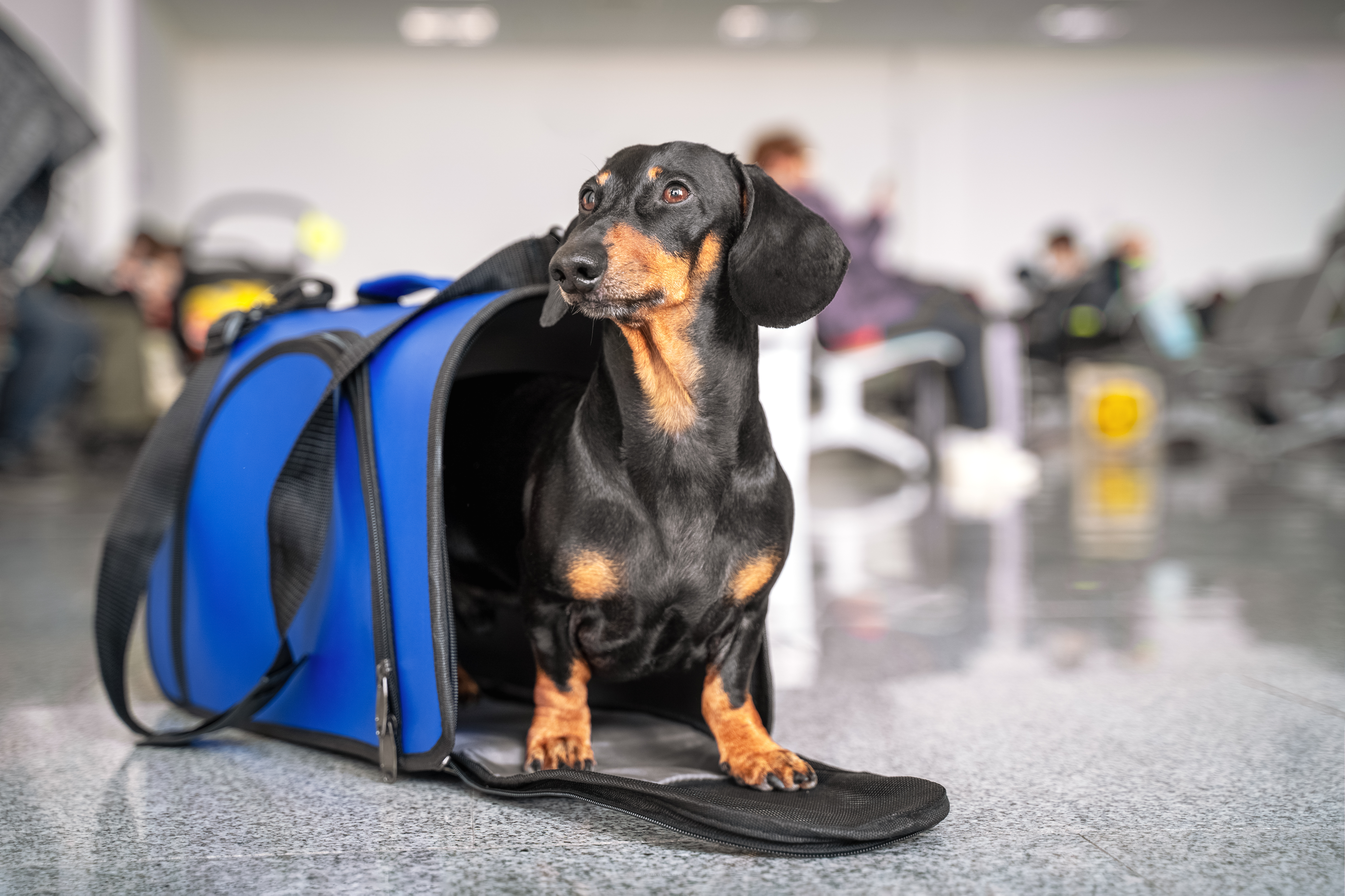 Dachshund in a blue carrier 