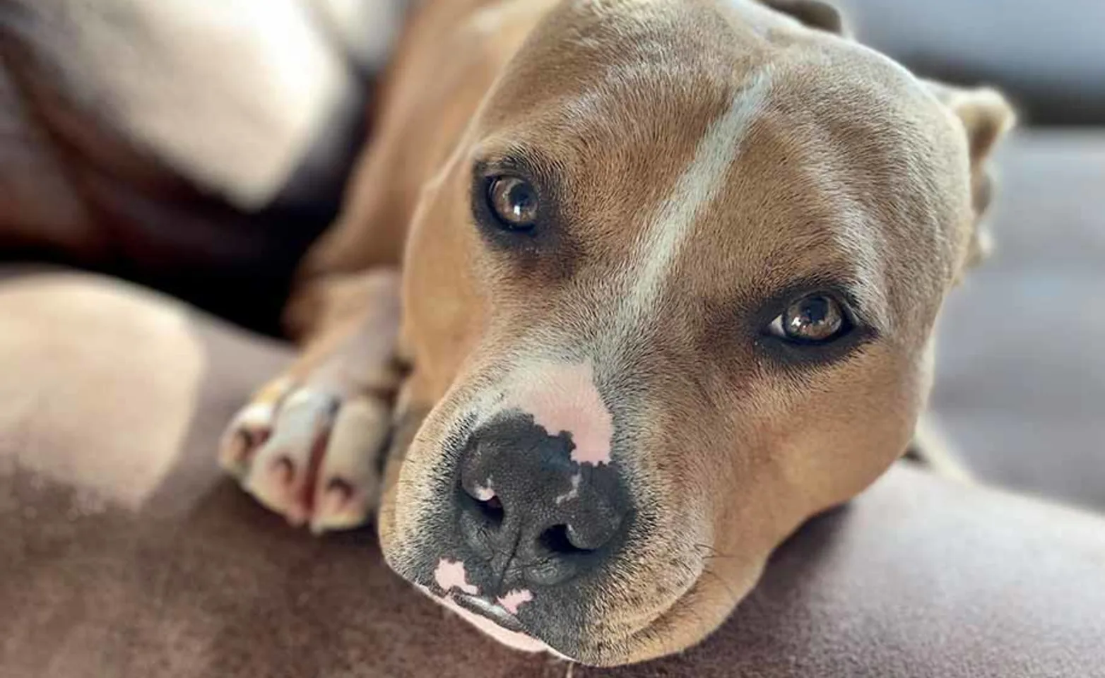 A brown dog laying its head on the arm rest of a couch A brown dog laying its head on the arm rest of a couch