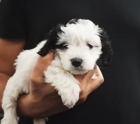 Man holding a puppy Man holding a puppy