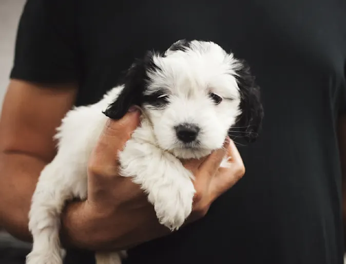 Man holding a puppy