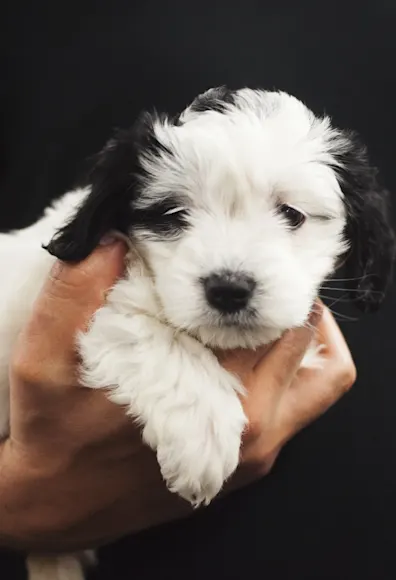 Man holding a puppy Man holding a puppy