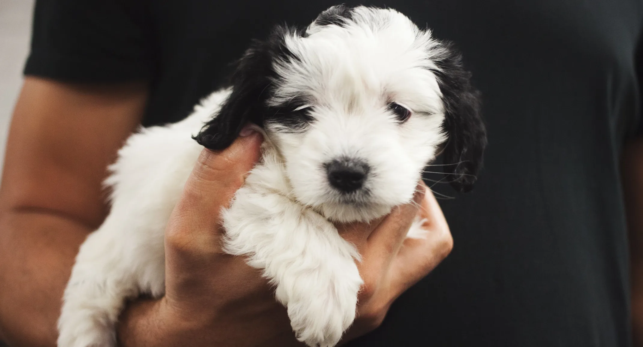 Man holding a puppy Man holding a puppy