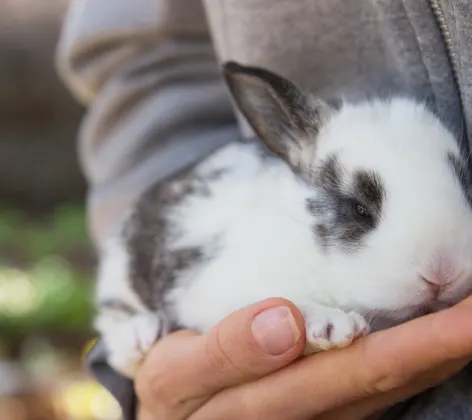Rabbit being held