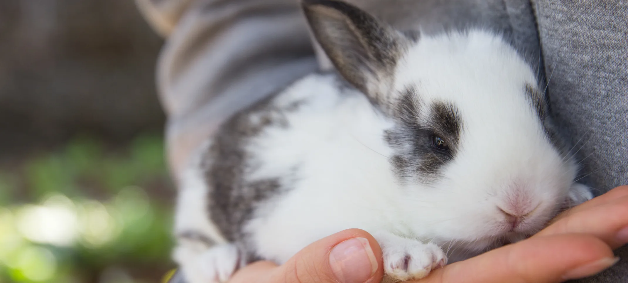 Rabbit being held Rabbit being held
