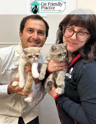 Cat friendly accreditation