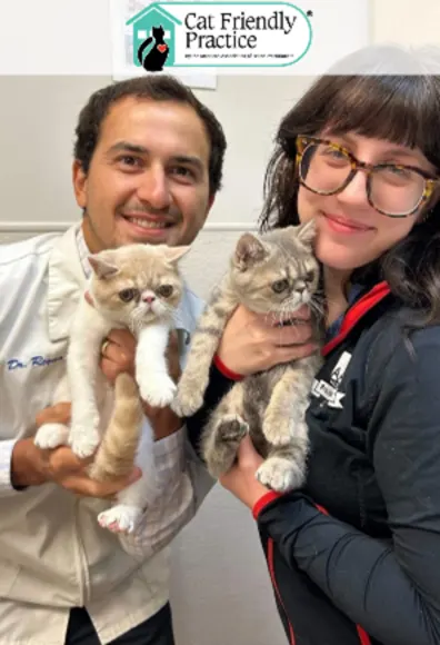 Cat friendly accreditation Cat friendly accreditation