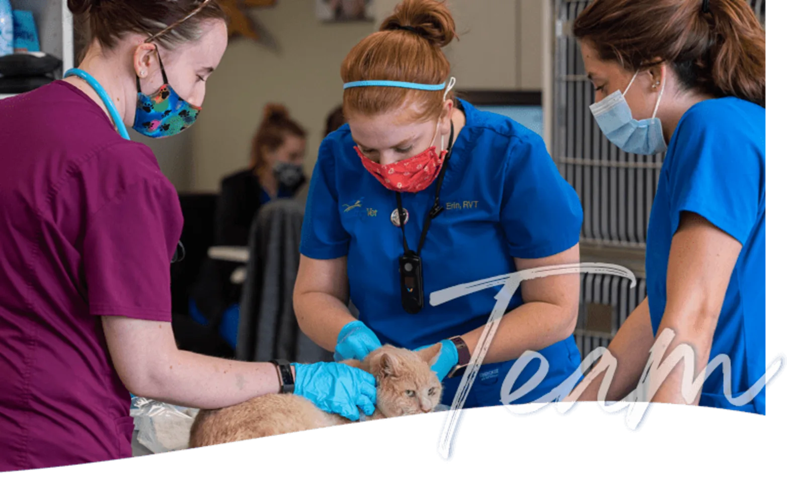 Staff members around a cat Staff members around a cat