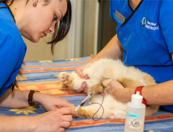 Two Veterinarians Drawing Blood from a Cat at Islington Village Animal Hospital Two Veterinarians Drawing Blood from a Cat at Islington Village Animal Hospital