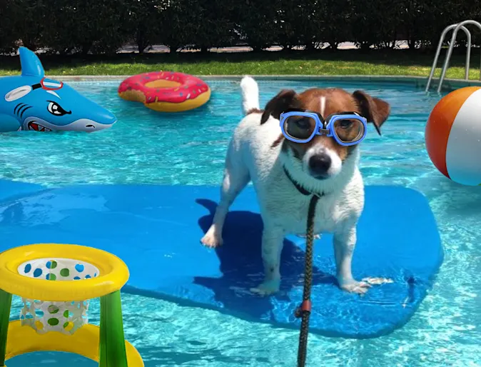 A dog standing on top of a surface in a pool A dog standing on top of a surface in a pool