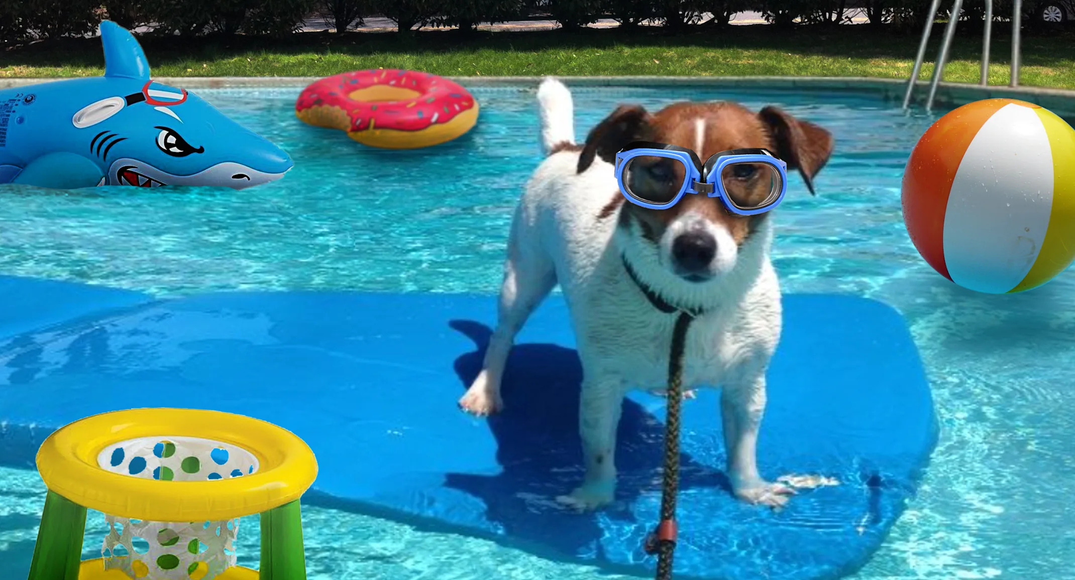 A dog standing on top of a surface in a pool A dog standing on top of a surface in a pool