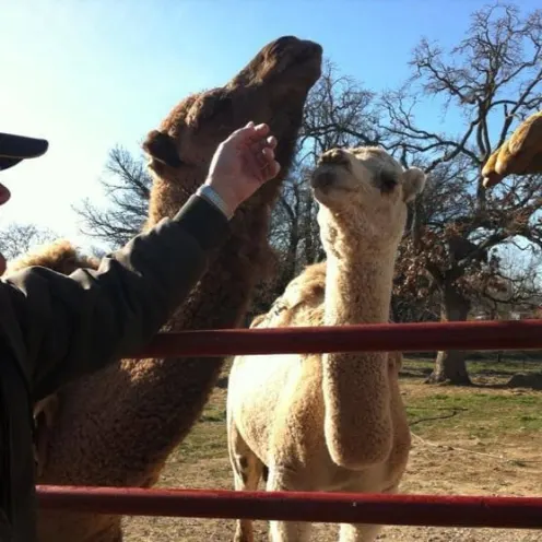 Man with hand out alpacas