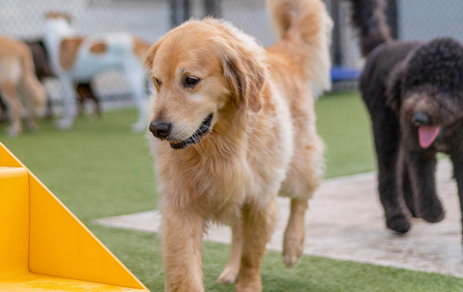 Labrador playing in PetSuites yard