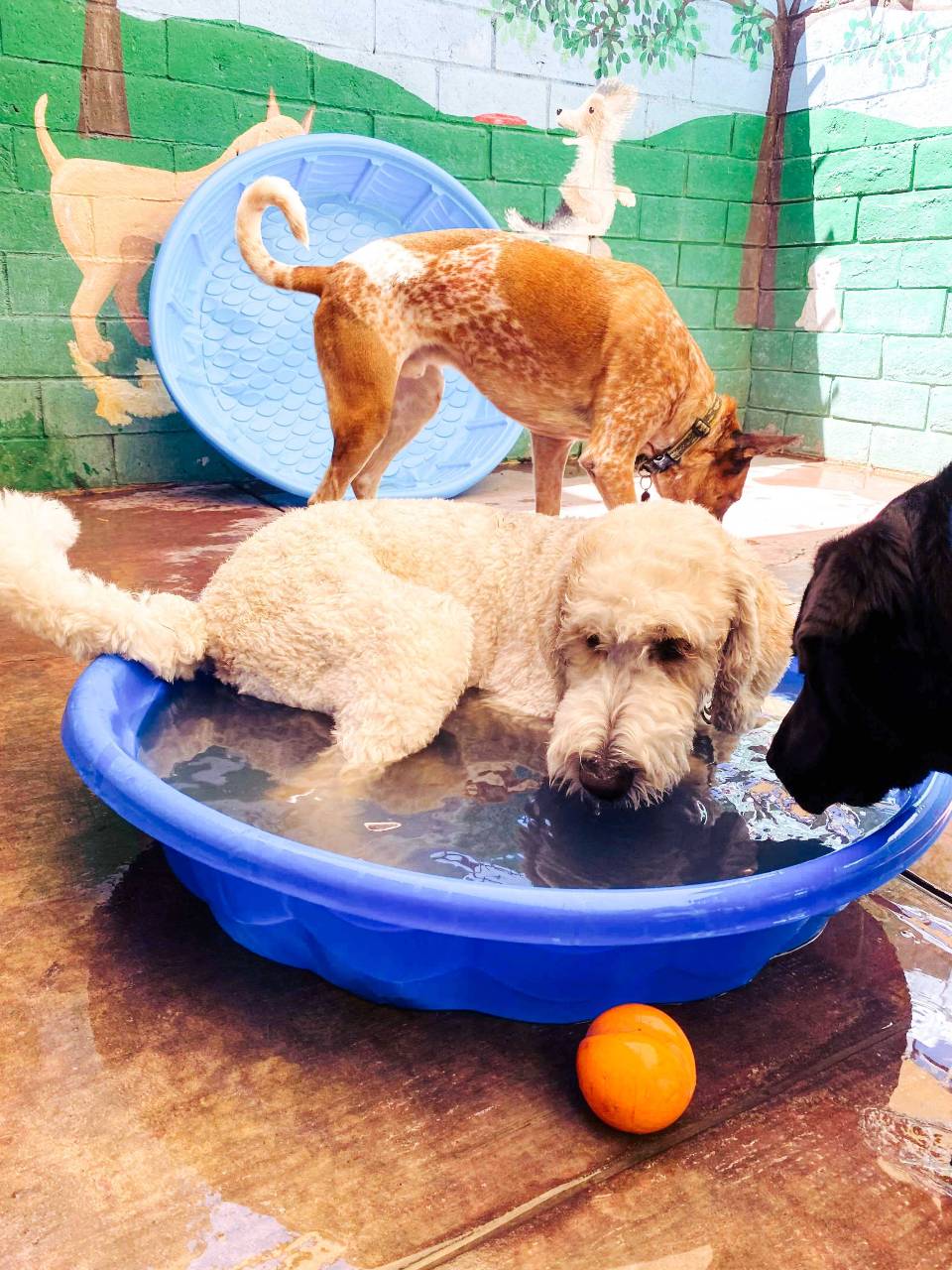 Dogs in a small blue kiddie pool.