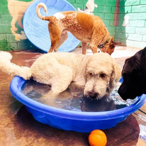 Dogs in a small blue kiddie pool.
